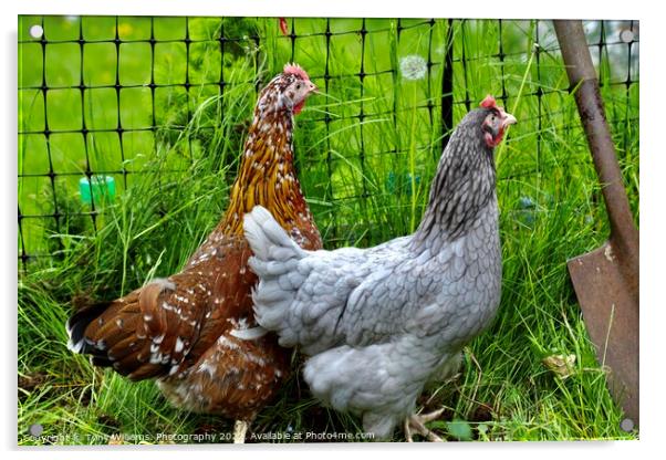 A pair of hybrid chickens Acrylic by Tony Williams. Photography email tony-williams53@sky.com