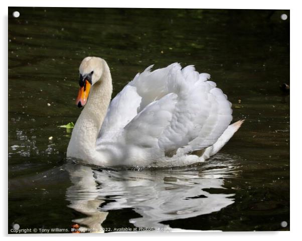 Elegant Swan Acrylic by Tony Williams. Photography email tony-williams53@sky.com
