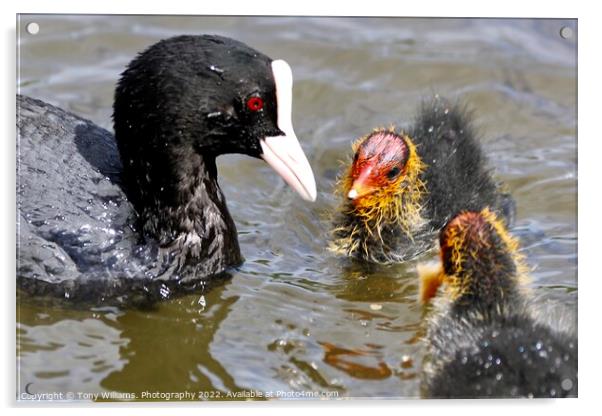 Mother and chicks Acrylic by Tony Williams. Photography email tony-williams53@sky.com