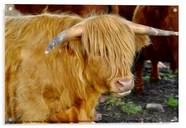 Highland Cattle Acrylic by Tony Williams. Photography email tony-williams53@sky.com