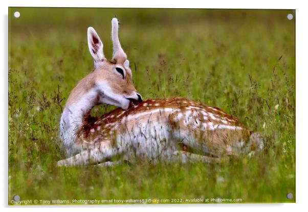 Young Fallow Deer Acrylic by Tony Williams. Photography email tony-williams53@sky.com