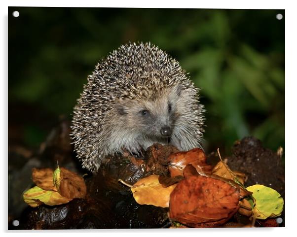 Harry the hedgehog  Acrylic by Tony Williams. Photography email tony-williams53@sky.com