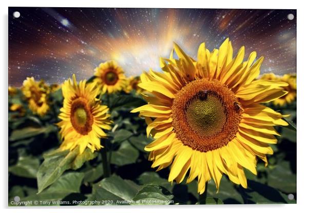Starburst of Sunflowers Acrylic by Tony Williams. Photography email tony-williams53@sky.com
