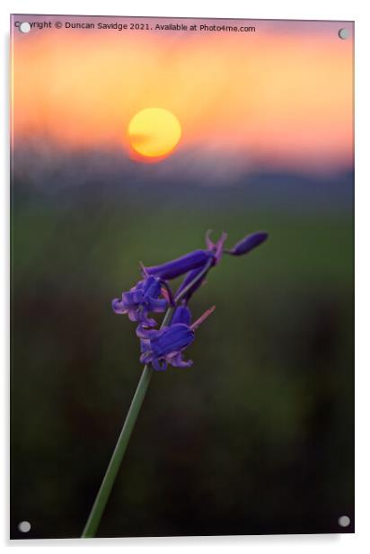 Bluebells at sunset Acrylic by Duncan Savidge