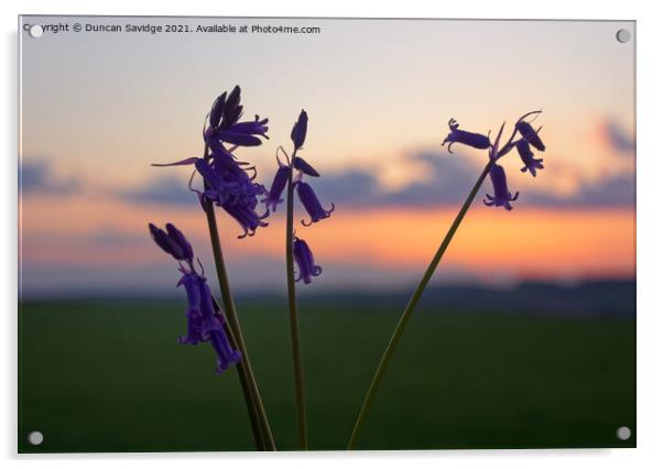 Bluebells at sunset Acrylic by Duncan Savidge