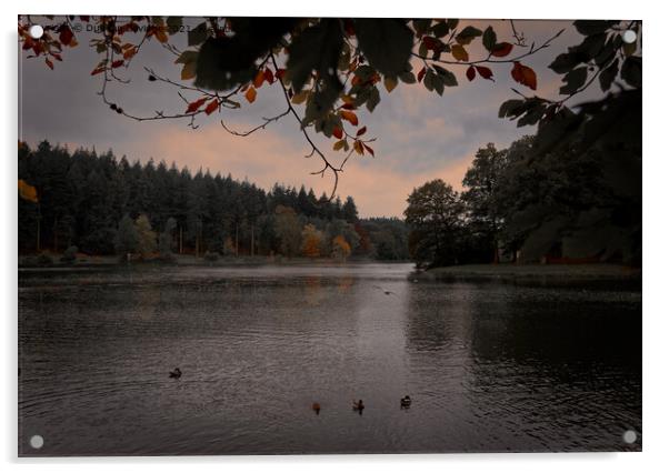 Autumn at Shear Water Acrylic by Duncan Savidge