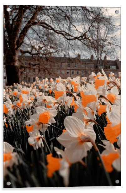Daffodils at the Rear of Marlborough Buildings Bath Acrylic by Duncan Savidge