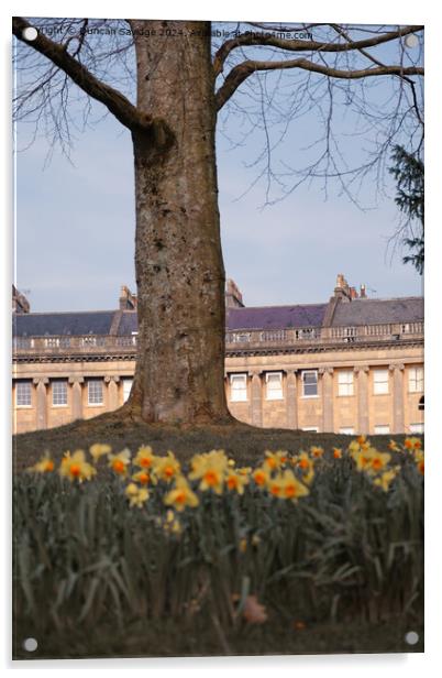 Daffodils at the Royal Crescent Bath Acrylic by Duncan Savidge