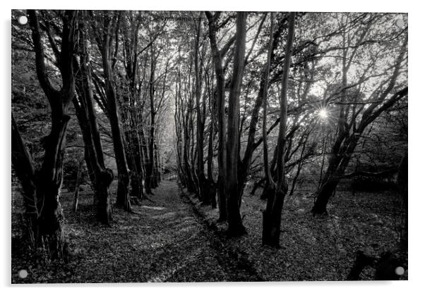 Black and White woodland scene Acrylic by Duncan Savidge
