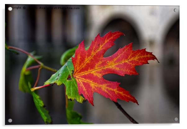 Autumn leaf at Pulteney Weir Acrylic by Duncan Savidge