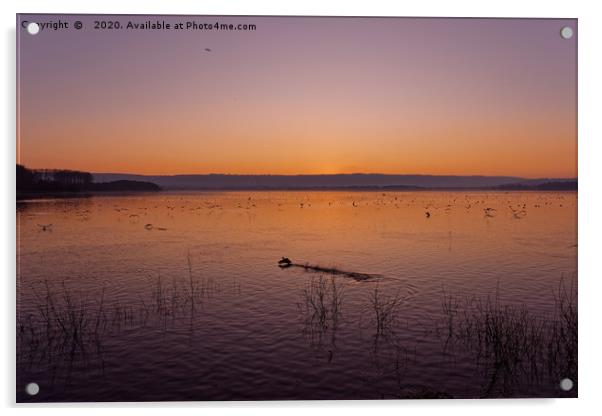 Chew Valley lake sunset  Acrylic by Duncan Savidge