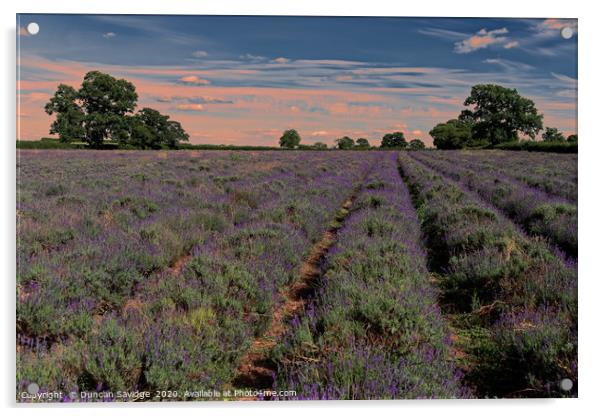 Lavender field in Somerset  Acrylic by Duncan Savidge