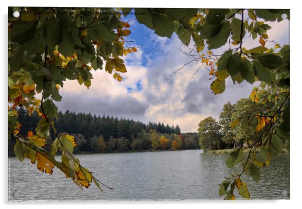 Autumn at Shearwater Lake Longleat  Acrylic by Duncan Savidge
