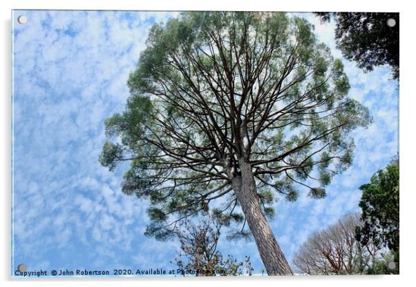 Umbrella Pine, Italy Acrylic by John Robertson