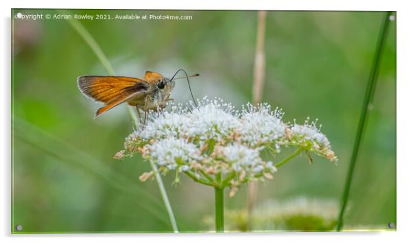 Small Skipper Acrylic by Adrian Rowley