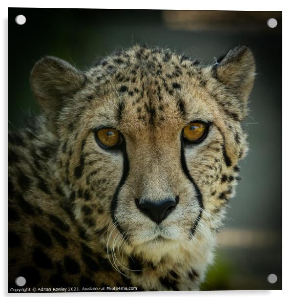 Cheetah Acrylic by Adrian Rowley