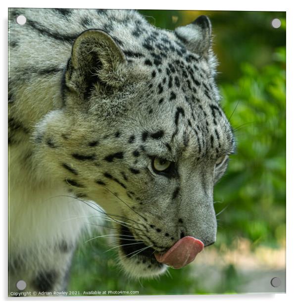 Snow Leopard Acrylic by Adrian Rowley