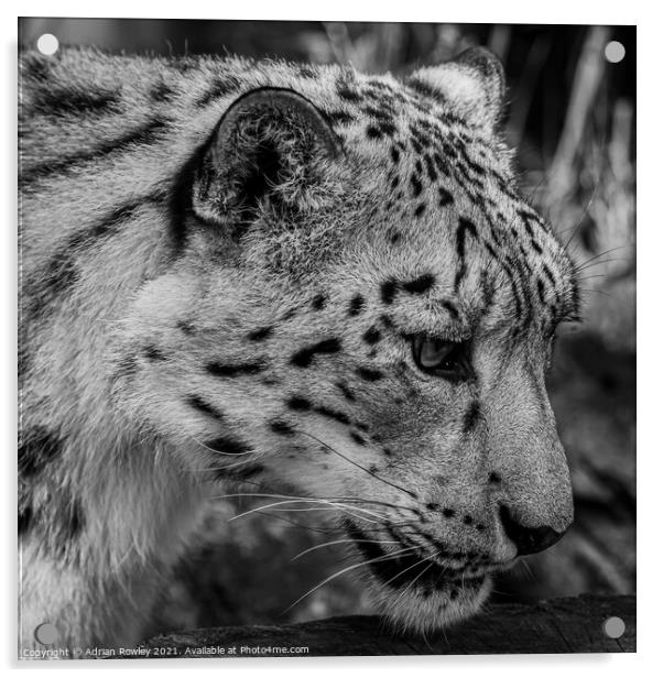 Snow Leopard Acrylic by Adrian Rowley