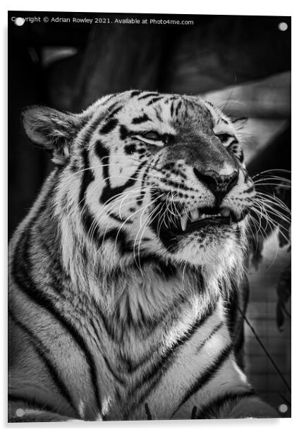 Sumatran Tiger in monochrome Acrylic by Adrian Rowley