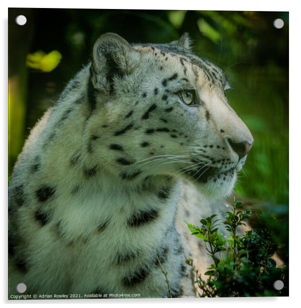 Portrait of a Snow Leopard Acrylic by Adrian Rowley