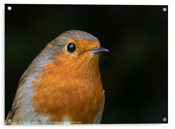 Robin Portrait Acrylic by Adrian Rowley