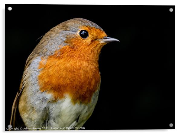 Robin Acrylic by Adrian Rowley