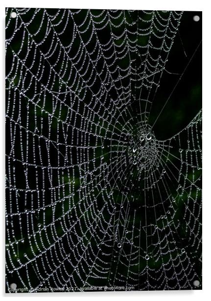 Dew on web Acrylic by Adrian Rowley
