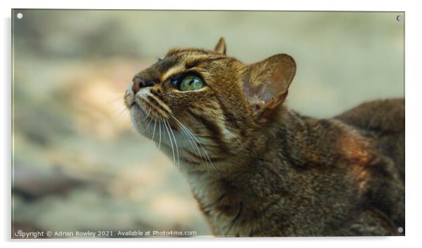 Sri Lankan Rusty Spotted Cat Acrylic by Adrian Rowley