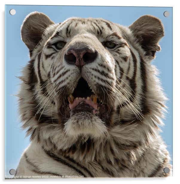 White Tiger Acrylic by Adrian Rowley