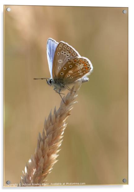 Brilliant Blue Butterfly Acrylic by Adrian Rowley