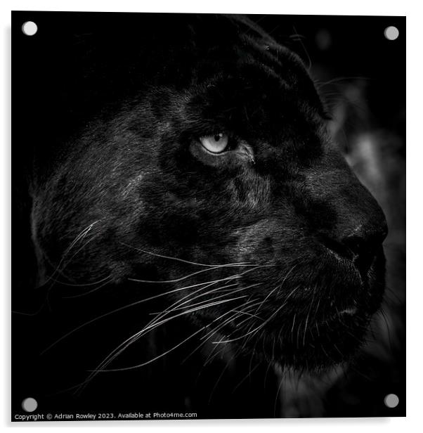 The Elusive Black Jaguar Acrylic by Adrian Rowley