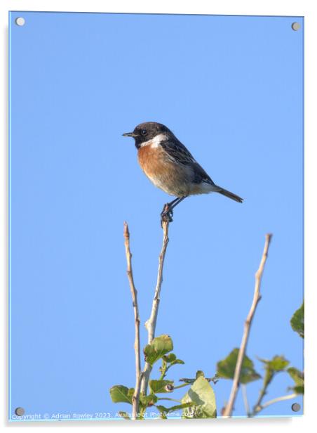 The beautiful Stonechat Acrylic by Adrian Rowley