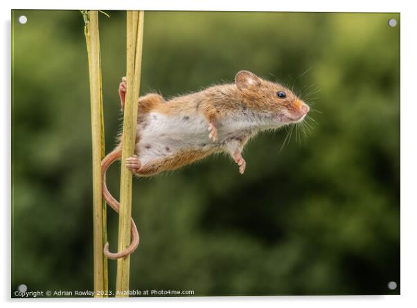 Curious Harvest Mouse Engages with the Lens Acrylic by Adrian Rowley