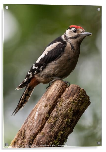 Serene Woodpecker in Natural Habitat Acrylic by Adrian Rowley