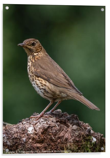 The Song Thrush Acrylic by Adrian Rowley