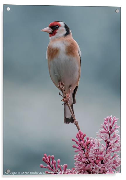 Delicate beauty of the Goldfinch Acrylic by Adrian Rowley