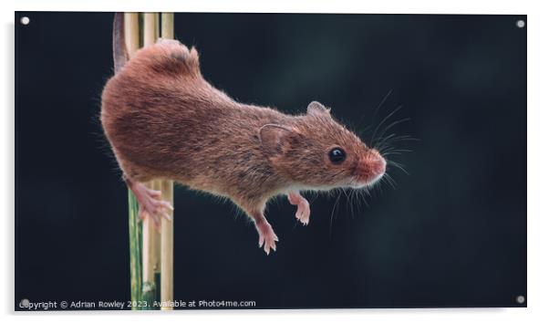 The acrobatic harvest mouse Acrylic by Adrian Rowley