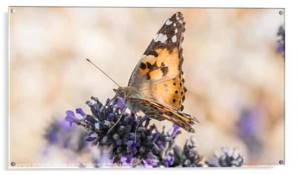 The Painted Lady Acrylic by Adrian Rowley