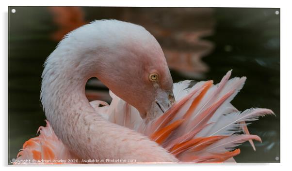 Pruning Flamingo Acrylic by Adrian Rowley