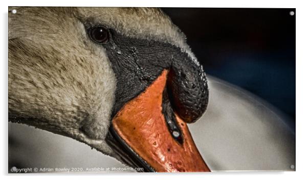 Mute Swan close-up in Hyde Park, London Acrylic by Adrian Rowley