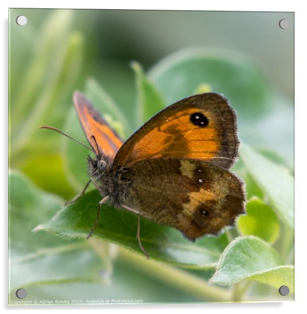 The Gatekeeper Butterfly Acrylic by Adrian Rowley