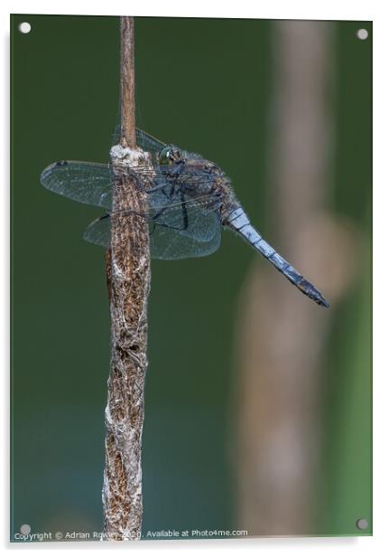 Black Tailed Skimmer Acrylic by Adrian Rowley