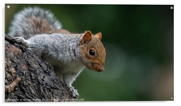 Grey Squirrel posing for the camera Acrylic by Adrian Rowley