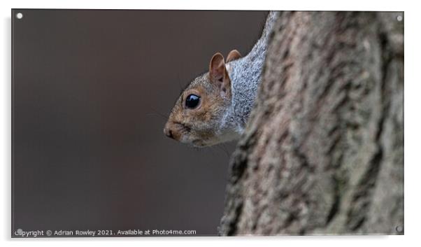 A close up of a grey squirrel  Acrylic by Adrian Rowley