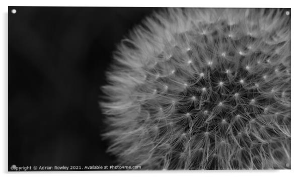 Dandelion monochrome Acrylic by Adrian Rowley