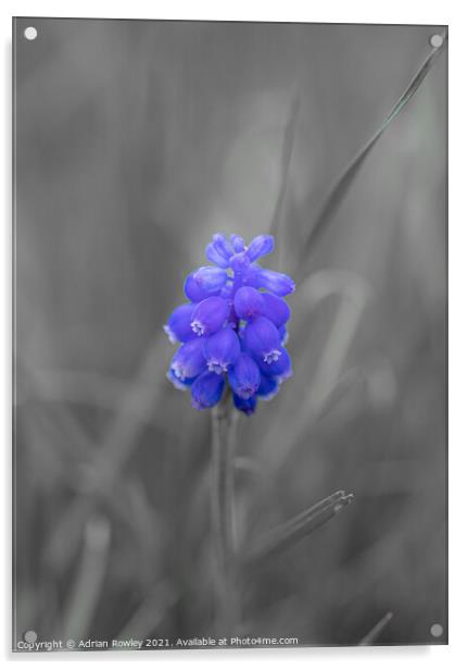 Grape hyacinth Acrylic by Adrian Rowley