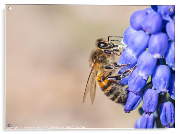 Bee on grape hyacinth Acrylic by Adrian Rowley