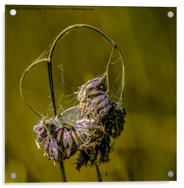 Heart of Grass Acrylic by Paul Grove