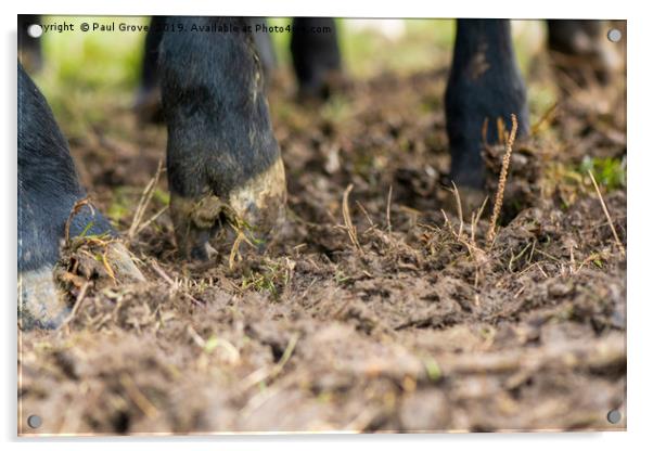 Cow's Hooves Acrylic by Paul Grove