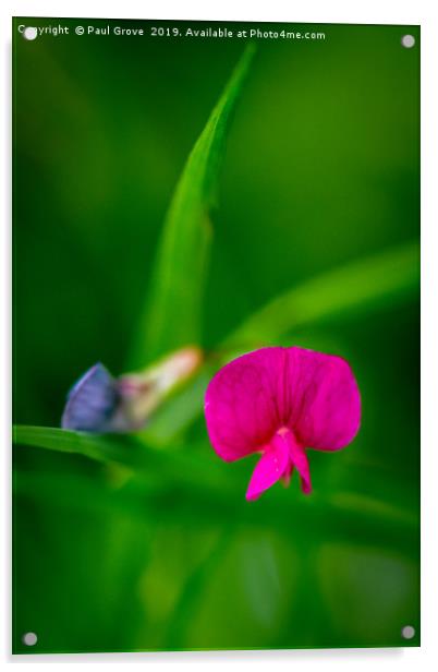 Tiny Meadow flower Acrylic by Paul Grove